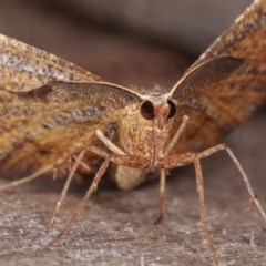 Rhinodia rostraria at Melba, ACT - 11 Nov 2020 12:02 AM