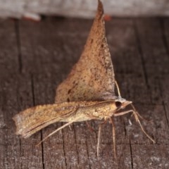 Rhinodia rostraria at Melba, ACT - 11 Nov 2020