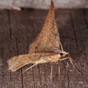 Rhinodia rostraria at Melba, ACT - 11 Nov 2020