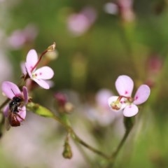 Exoneura sp. (genus) at Acton, ACT - 13 Nov 2020