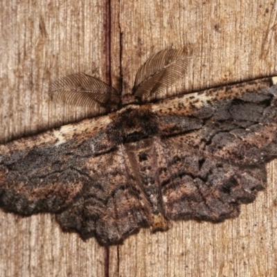 Pholodes sinistraria (Sinister or Frilled Bark Moth) at Melba, ACT - 10 Nov 2020 by kasiaaus