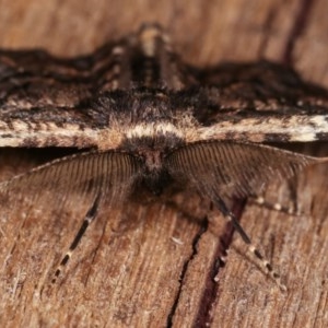 Pholodes sinistraria at Melba, ACT - 11 Nov 2020