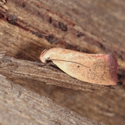 Acanthodela protophaes (A Concealer moth) at Melba, ACT - 11 Nov 2020 by kasiaaus