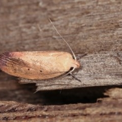 Acanthodela protophaes at Melba, ACT - 11 Nov 2020