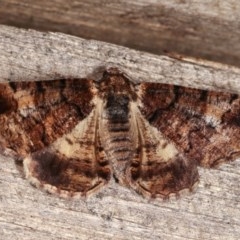 Cryphaea xylina (Woodland Geometrid) at Melba, ACT - 11 Nov 2020 by kasiaaus