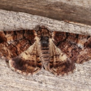 Cryphaea xylina at Melba, ACT - 11 Nov 2020 12:05 AM