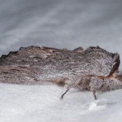 Destolmia lineata (Streaked Notodontid Moth) at Melba, ACT - 11 Nov 2020 by kasiaaus