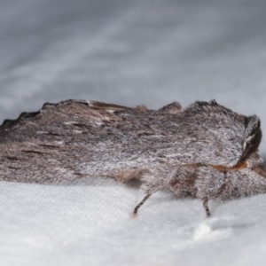 Destolmia lineata at Melba, ACT - 11 Nov 2020 12:15 AM