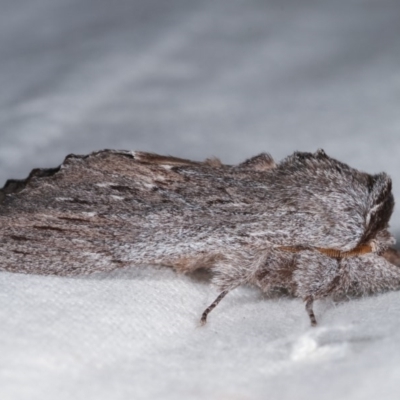 Destolmia lineata (Streaked Notodontid Moth) at Melba, ACT - 10 Nov 2020 by kasiaaus