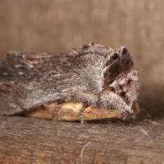 Destolmia lineata at Melba, ACT - 11 Nov 2020 12:15 AM