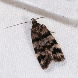 Barea phaeomochla at Melba, ACT - 11 Nov 2020 12:06 AM