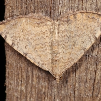 Chrysolarentia mecynata (Mecynata Carpet Moth) at Melba, ACT - 11 Nov 2020 by kasiaaus