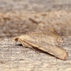 Chrysolarentia mecynata at Melba, ACT - 11 Nov 2020