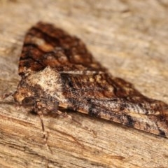 Gastrinodes argoplaca (Cryptic Bark Moth) at Melba, ACT - 10 Nov 2020 by kasiaaus