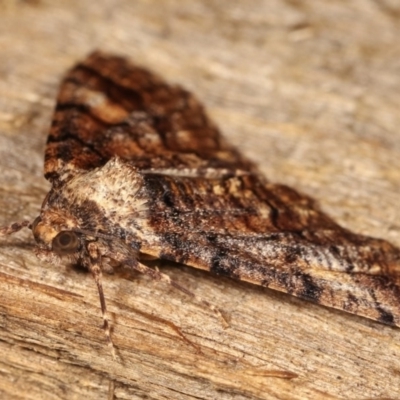 Gastrinodes argoplaca (Cryptic Bark Moth) at Melba, ACT - 11 Nov 2020 by kasiaaus