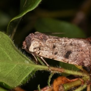 Agrotis porphyricollis at Melba, ACT - 11 Nov 2020