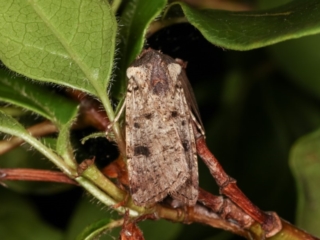 Agrotis porphyricollis at Melba, ACT - 11 Nov 2020