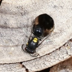 Hylaeus (Hylaeorhiza) nubilosus (A yellow-spotted masked bee) at Melba, ACT - 11 Nov 2020 by kasiaaus