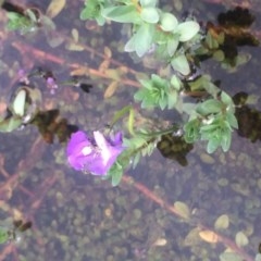 Utricularia dichotoma (Fairy Aprons, Purple Bladderwort) at Sutton, NSW - 31 Oct 2020 by George