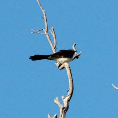 Rhipidura leucophrys (Willie Wagtail) at Throsby, ACT - 13 Nov 2020 by davobj