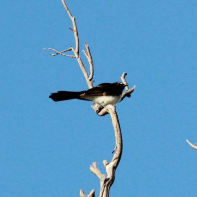 Rhipidura leucophrys (Willie Wagtail) at Throsby, ACT - 14 Nov 2020 by davobj