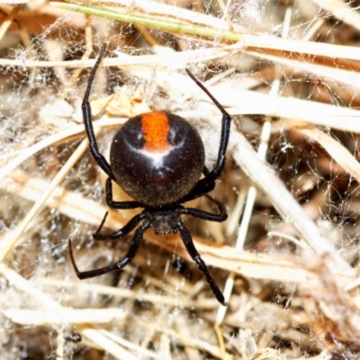 Latrodectus hasselti (Redback Spider) at Jerangle, NSW - 1 Jan 2010 by Hank