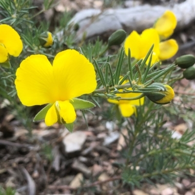 Gompholobium huegelii (Pale Wedge Pea) at Bruce Ridge to Gossan Hill - 8 Nov 2020 by goyenjudy