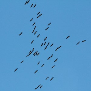 Threskiornis spinicollis at Murrumbateman, NSW - 13 Nov 2020 12:16 PM