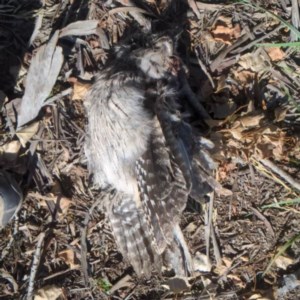 Podargus strigoides at Acton, ACT - 14 Nov 2020