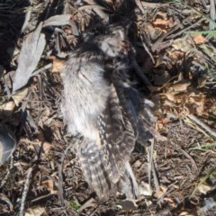 Podargus strigoides (Tawny Frogmouth) at Lake Burley Griffin West - 13 Nov 2020 by HelenCross
