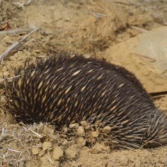 Tachyglossus aculeatus (Short-beaked Echidna) at Jingera, NSW - 1 Jan 2010 by Hank