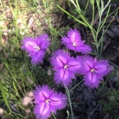 Thysanotus tuberosus subsp. tuberosus (Common Fringe-lily) at Bruce, ACT - 13 Nov 2020 by goyenjudy