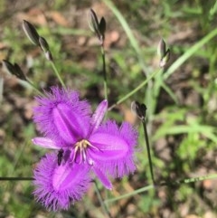 Thysanotus tuberosus subsp. tuberosus at Bruce, ACT - 13 Nov 2020