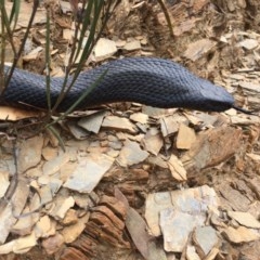 Pseudechis porphyriacus (Red-bellied Black Snake) at Jerangle, NSW - 2 Nov 2017 by Hank