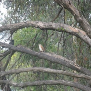 Falco cenchroides at Belconnen, ACT - 14 Nov 2020