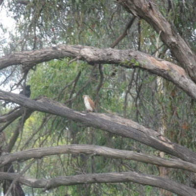 Falco cenchroides (Nankeen Kestrel) at Belconnen, ACT - 14 Nov 2020 by dwise