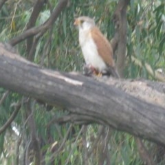 Falco cenchroides at Belconnen, ACT - 14 Nov 2020