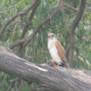 Falco cenchroides at Belconnen, ACT - 14 Nov 2020