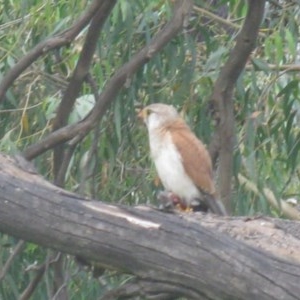 Falco cenchroides at Belconnen, ACT - 14 Nov 2020