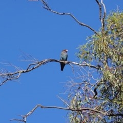 Eurystomus orientalis (Dollarbird) at Federal Golf Course - 13 Nov 2020 by ebristow