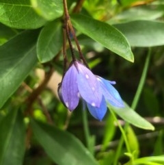 Billardiera heterophylla (Western Australian Bluebell Creeper) at Gossan Hill - 8 Nov 2020 by goyenjudy