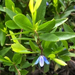 Billardiera heterophylla at Bruce, ACT - 8 Nov 2020