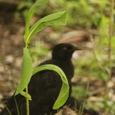 Corcorax melanorhamphos (White-winged Chough) at Red Hill, ACT - 5 Nov 2020 by BigDad