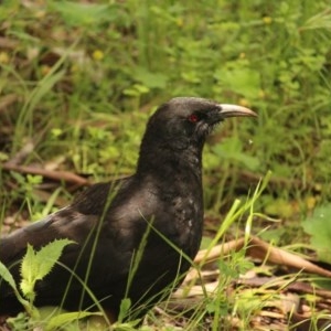 Corcorax melanorhamphos at Red Hill, ACT - 5 Nov 2020