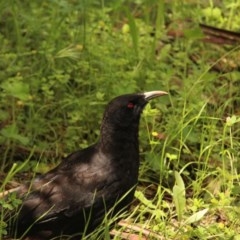 Corcorax melanorhamphos at Red Hill, ACT - 5 Nov 2020