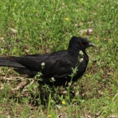 Corcorax melanorhamphos at Red Hill, ACT - 5 Nov 2020