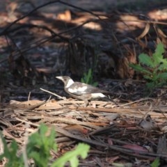 Gymnorhina tibicen (Australian Magpie) at Hughes Grassy Woodland - 10 Nov 2020 by BigDad