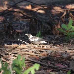 Gymnorhina tibicen at Hughes, ACT - 10 Nov 2020