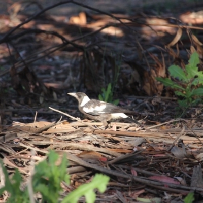 Gymnorhina tibicen (Australian Magpie) at Hughes Grassy Woodland - 10 Nov 2020 by BigDad