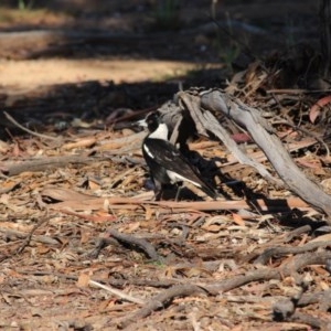 Gymnorhina tibicen at Hughes, ACT - 10 Nov 2020